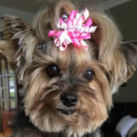 KRKM440 - Mini Korker Dog Bow - Pretty Pink Petals : Dog Bows