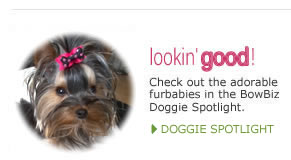 Bowbiz dog bows Clearance
